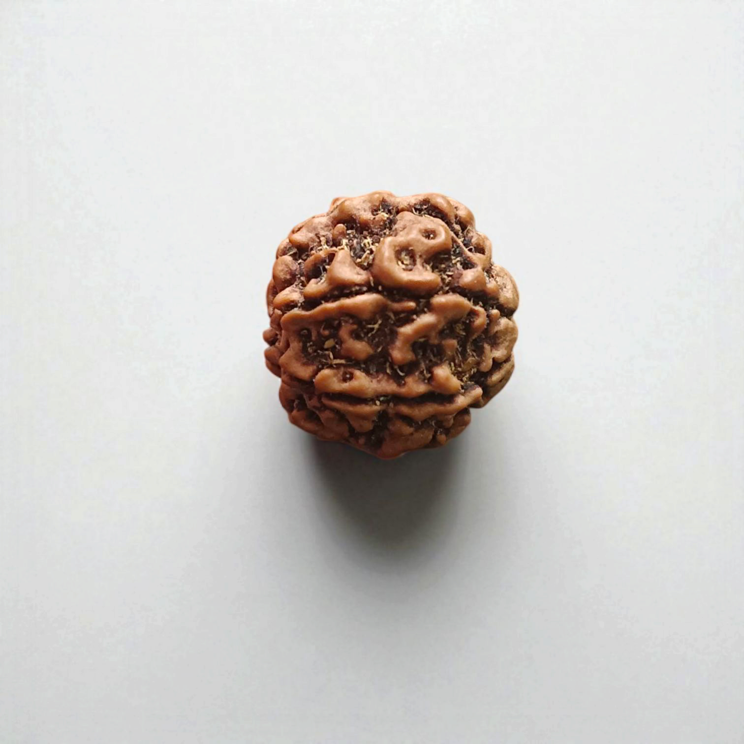 6 Mukhi Rudraksha Locket in Brass Casing - Lab Certified Spiritual Bead from Timeshopee