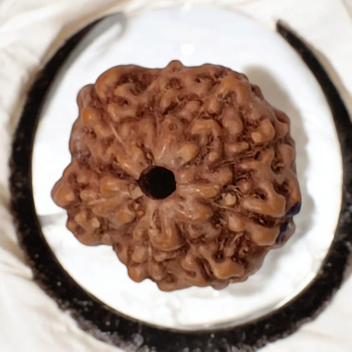 8 Mukhi Rudraksha Without Pendant Lab Certified Divine Protection Rudraksha Bead for Spiritual Growth and Obstacle Removal