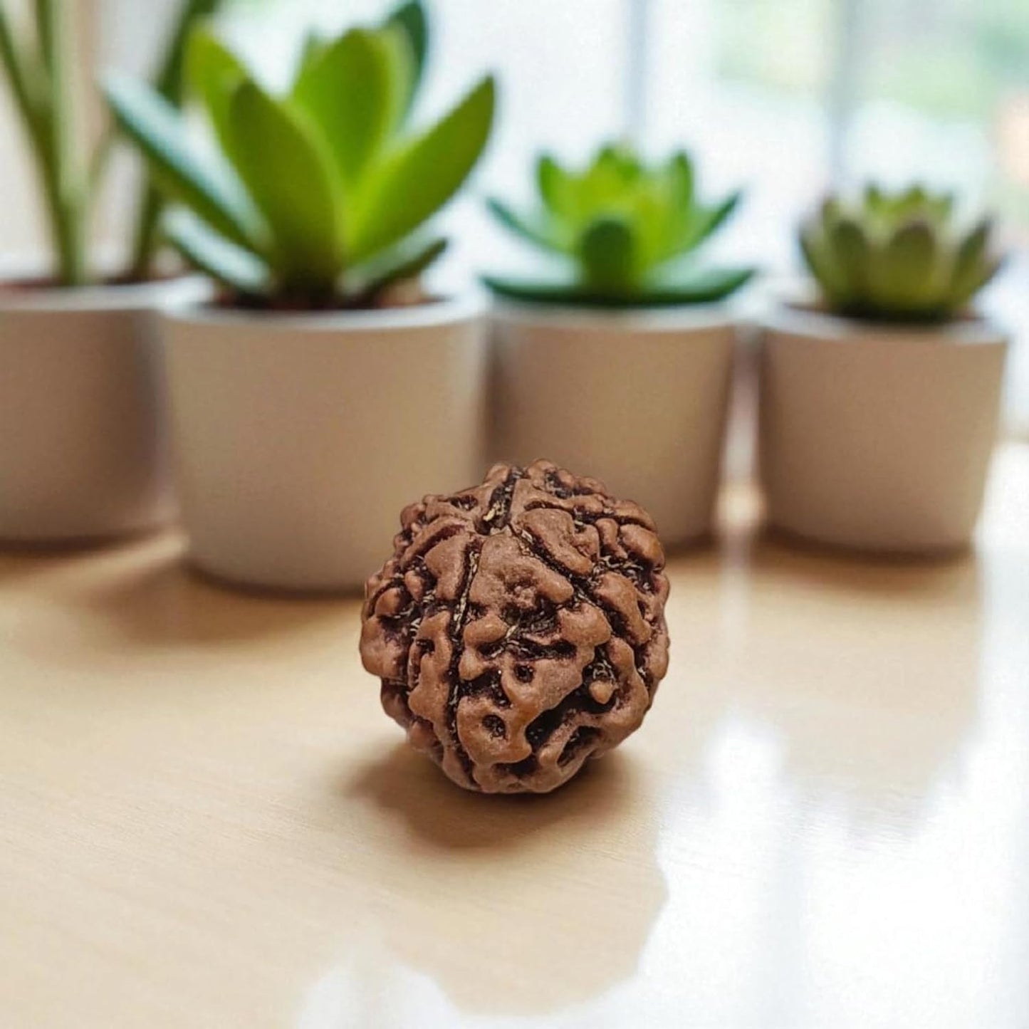 Authentic 6 Mukhi Rudraksha Without Pendant Lab Certified Spiritual Bead for Confidence Wisdom and Spiritual Growth by Timeshopee