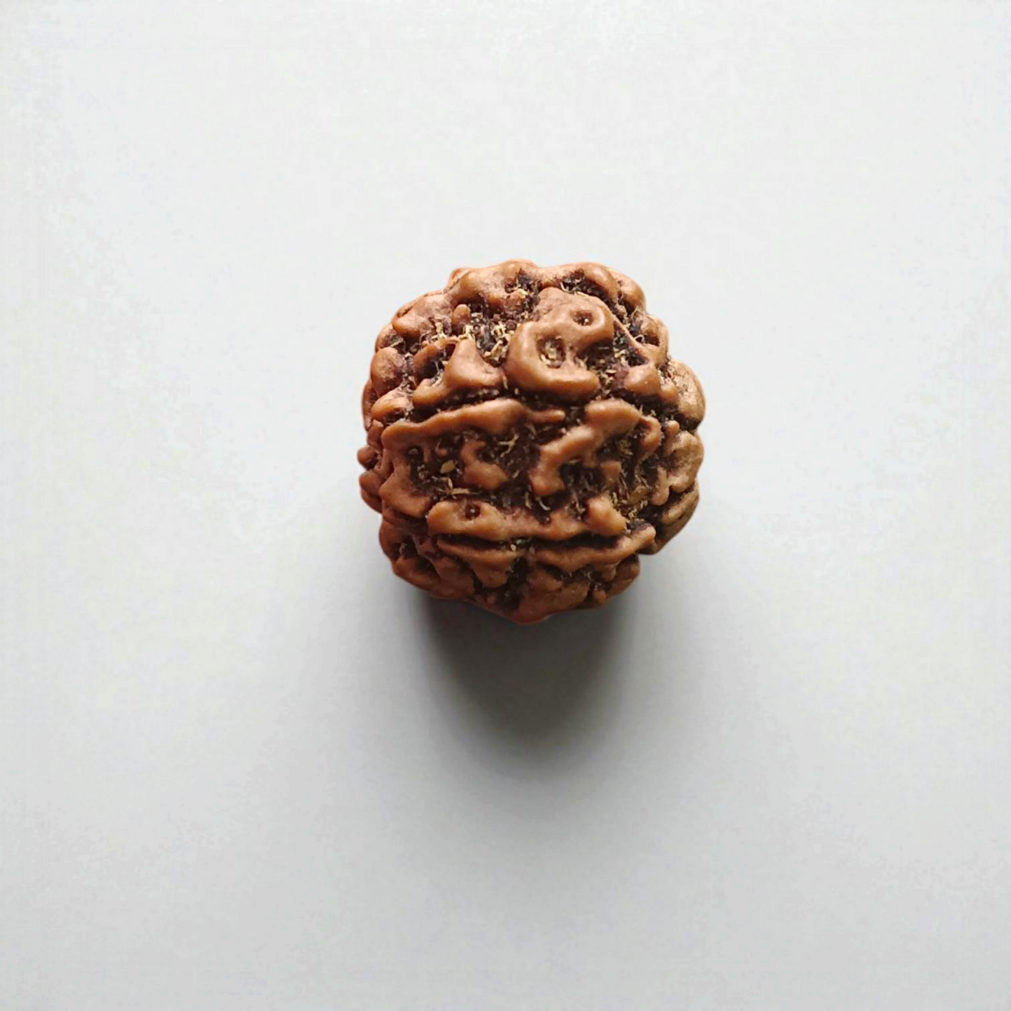 Authentic 6 Mukhi Rudraksha Without Pendant Lab Certified Spiritual Bead for Confidence Wisdom and Spiritual Growth by Timeshopee