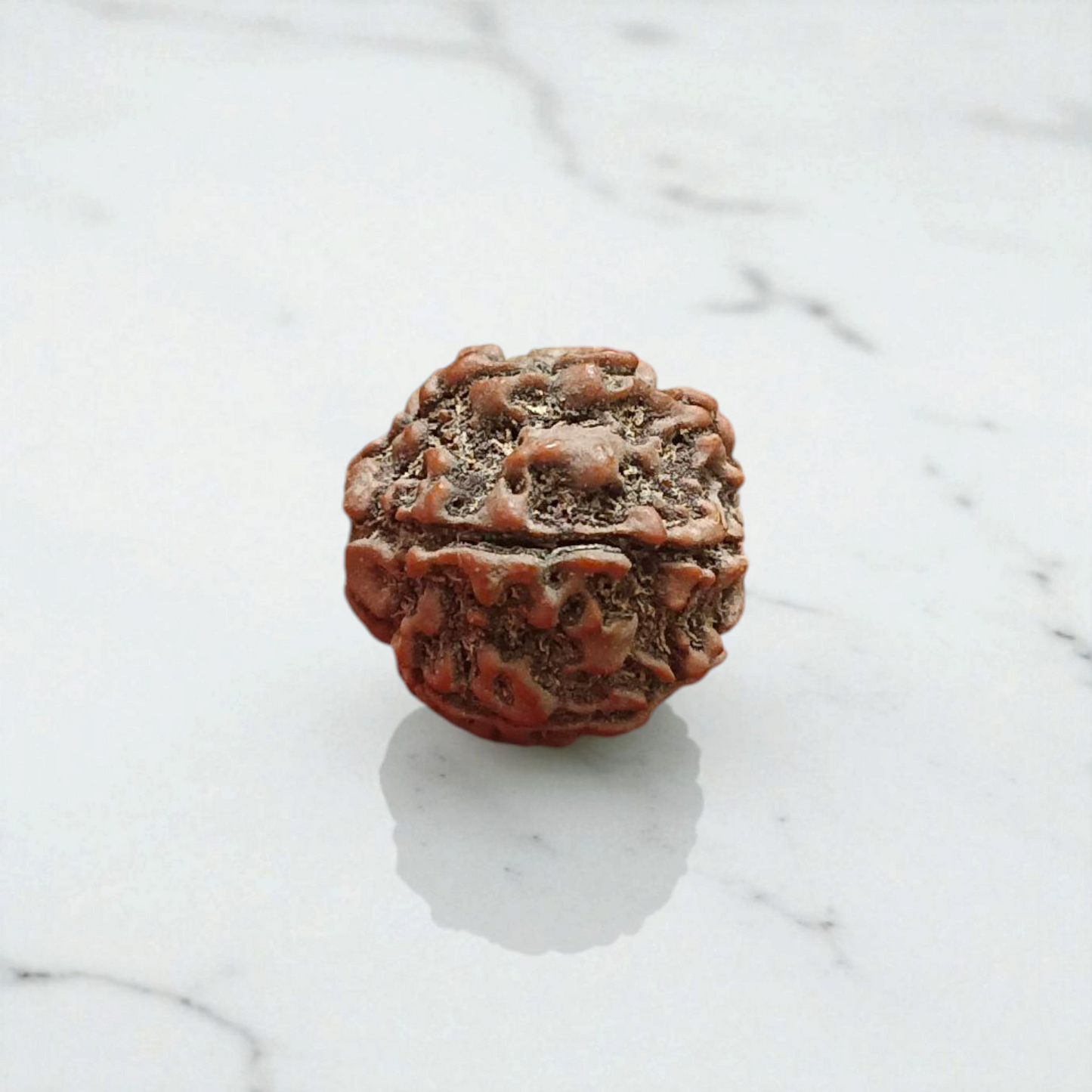 Authentic 7 Mukhi Rudraksha Without Pendant Lab Certified Bead for Career Growth, Wealth, Prosperity and Spiritual Benefits by Timeshopee