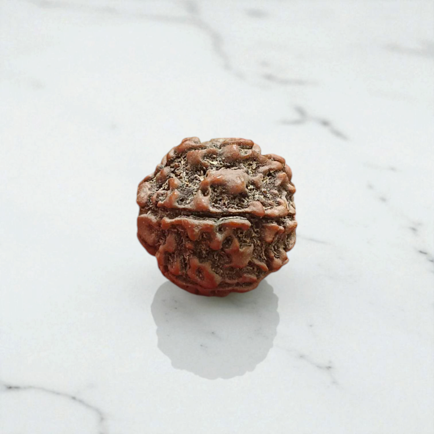 Authentic 7 Mukhi Rudraksha Without Pendant Lab Certified Bead for Career Growth, Wealth, Prosperity and Spiritual Benefits by Timeshopee