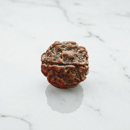 Authentic 7 Mukhi Rudraksha Without Pendant Lab Certified Bead for Career Growth, Wealth, Prosperity and Spiritual Benefits by Timeshopee