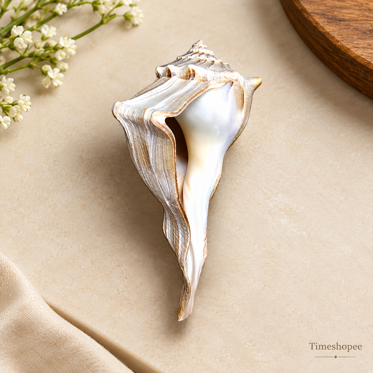 Authentic Dakshinavarti Shankh (Valampuri Sangu) - Right-handed sacred conch shell for Lakshmi pooja and vastu use