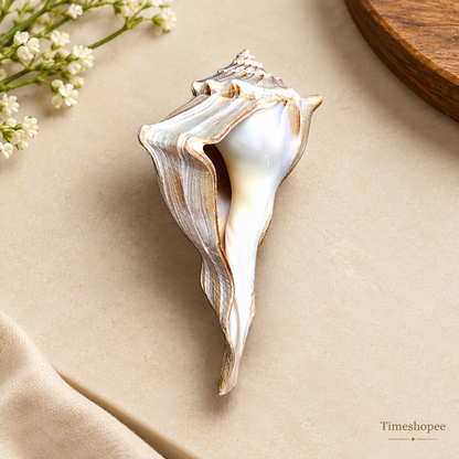 Authentic Dakshinavarti Shankh (Valampuri Sangu) - Right-handed sacred conch shell for Lakshmi pooja and vastu use