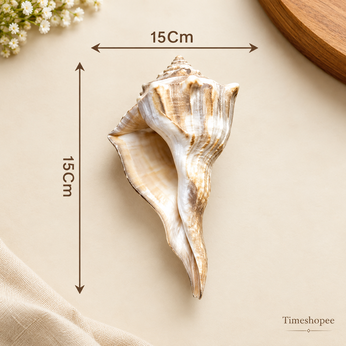 Authentic Dakshinavarti Shankh (Valampuri Sangu) - Right-handed sacred conch shell for Lakshmi pooja and vastu use