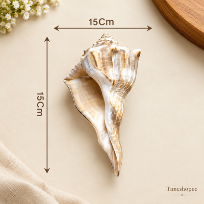Authentic Dakshinavarti Shankh (Valampuri Sangu) - Right-handed sacred conch shell for Lakshmi pooja and vastu use