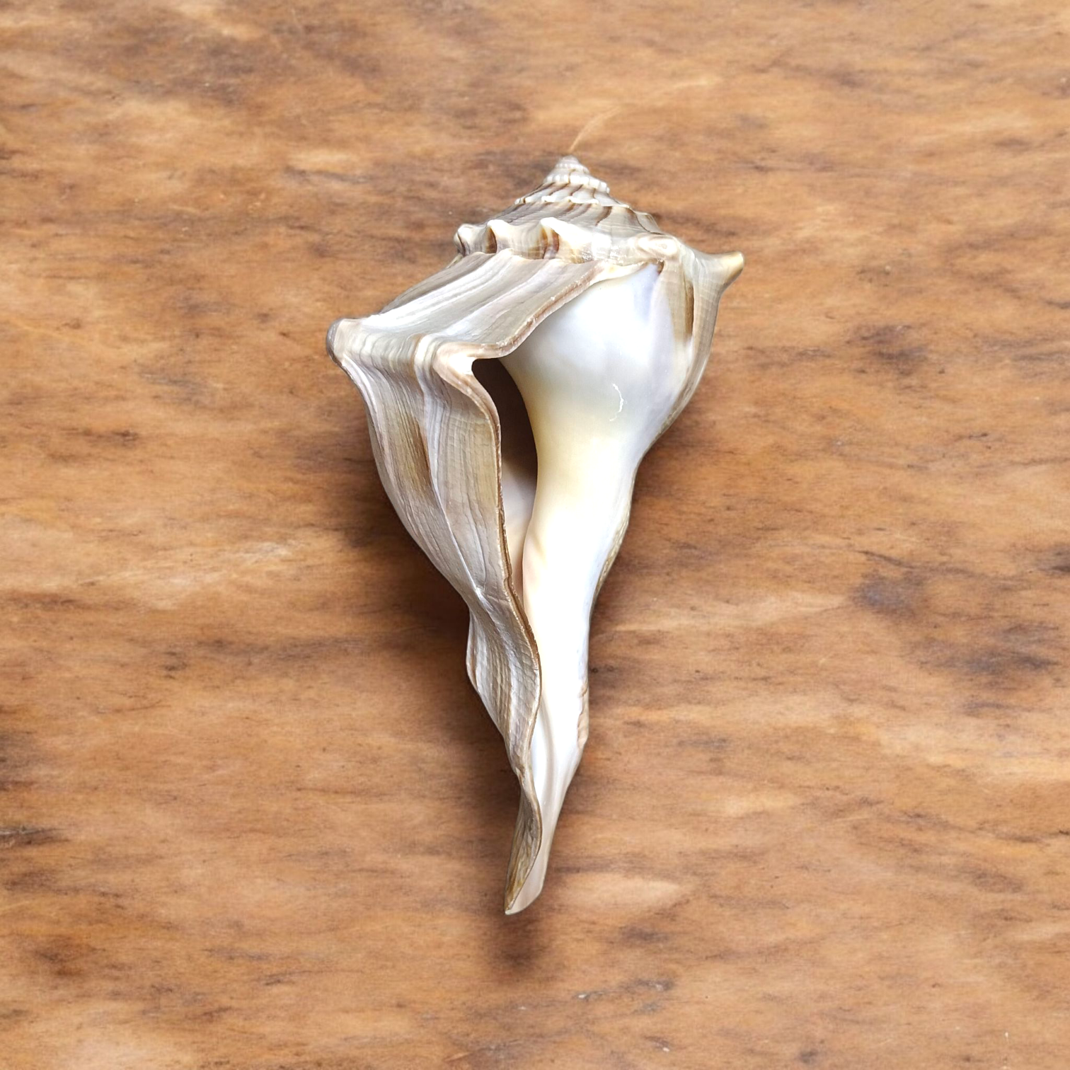 Authentic Dakshinavarti Shankh (Valampuri Sangu) - Right-handed sacred conch shell for Lakshmi pooja and vastu use