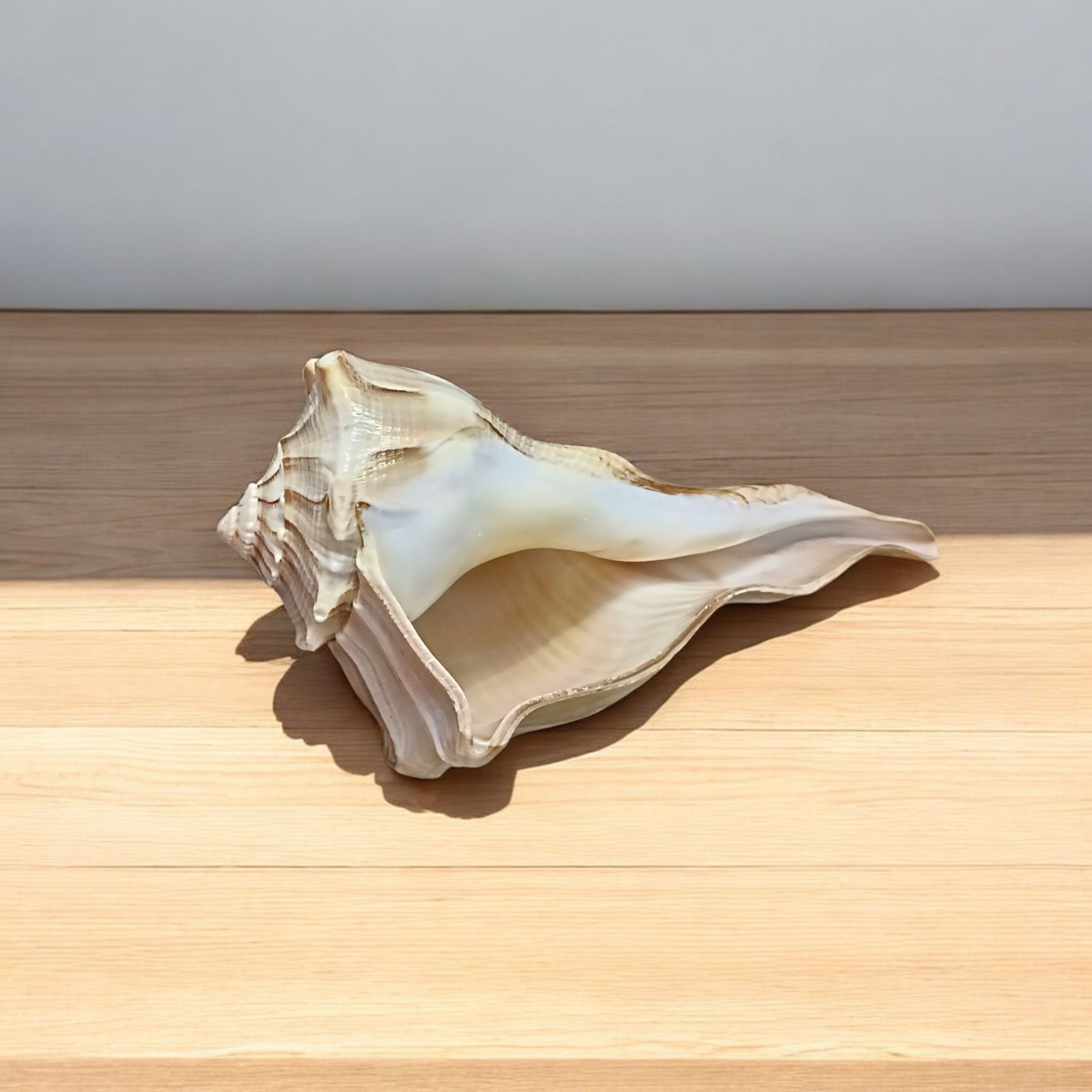 Authentic Dakshinavarti Shankh (Valampuri Sangu) - Right-handed sacred conch shell for Lakshmi pooja and vastu use