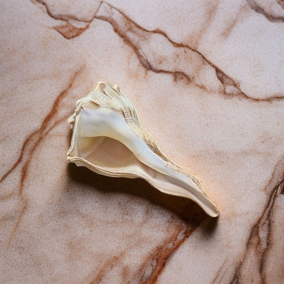 Authentic Dakshinavarti Shankh (Valampuri Sangu) - Right-handed sacred conch shell for Lakshmi pooja and vastu use