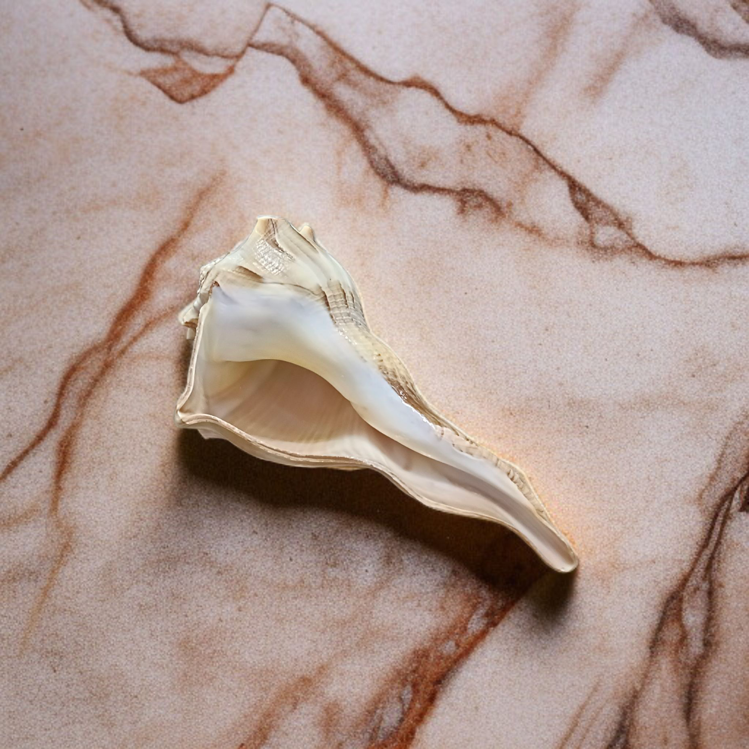 Authentic Dakshinavarti Shankh (Valampuri Sangu) - Right-handed sacred conch shell for Lakshmi pooja and vastu use