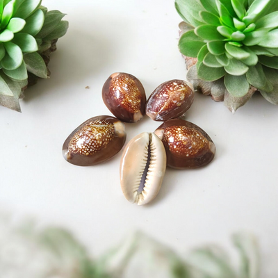 Black Cowry Shell for Puja & Rituals  Set of 10| Spiritual Protection – Timeshopee