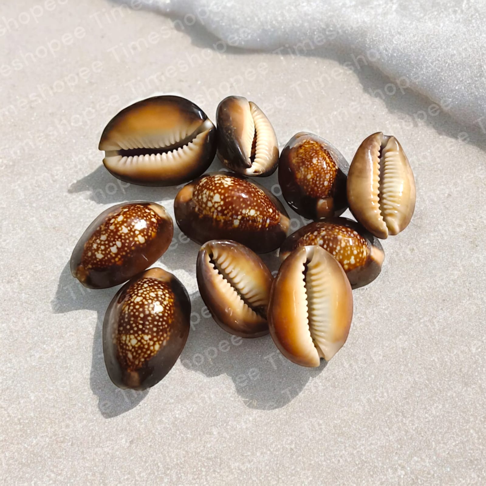 Black Cowry For Puja By Timeshopee