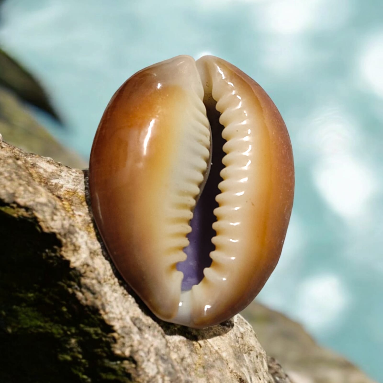 Black Cowry For Puja By Timeshopee