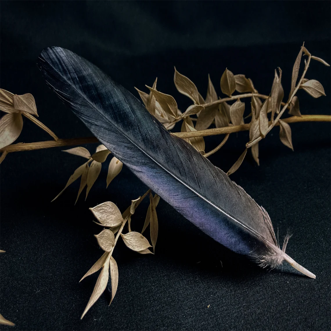 Crow feather in zed black color, measuring 5-8 inches, displayed for religious and mystical purposes.