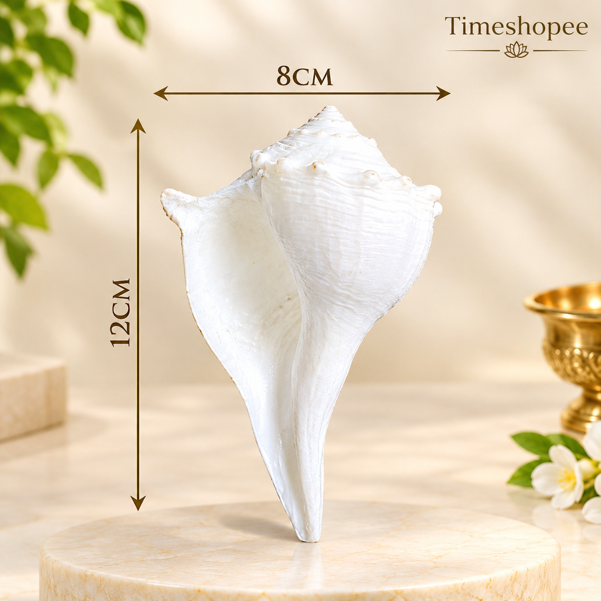 Dakshinavarti Shankh | Free Stand Inside | Valampuri Sangu | Lab Certified | Timeshopee