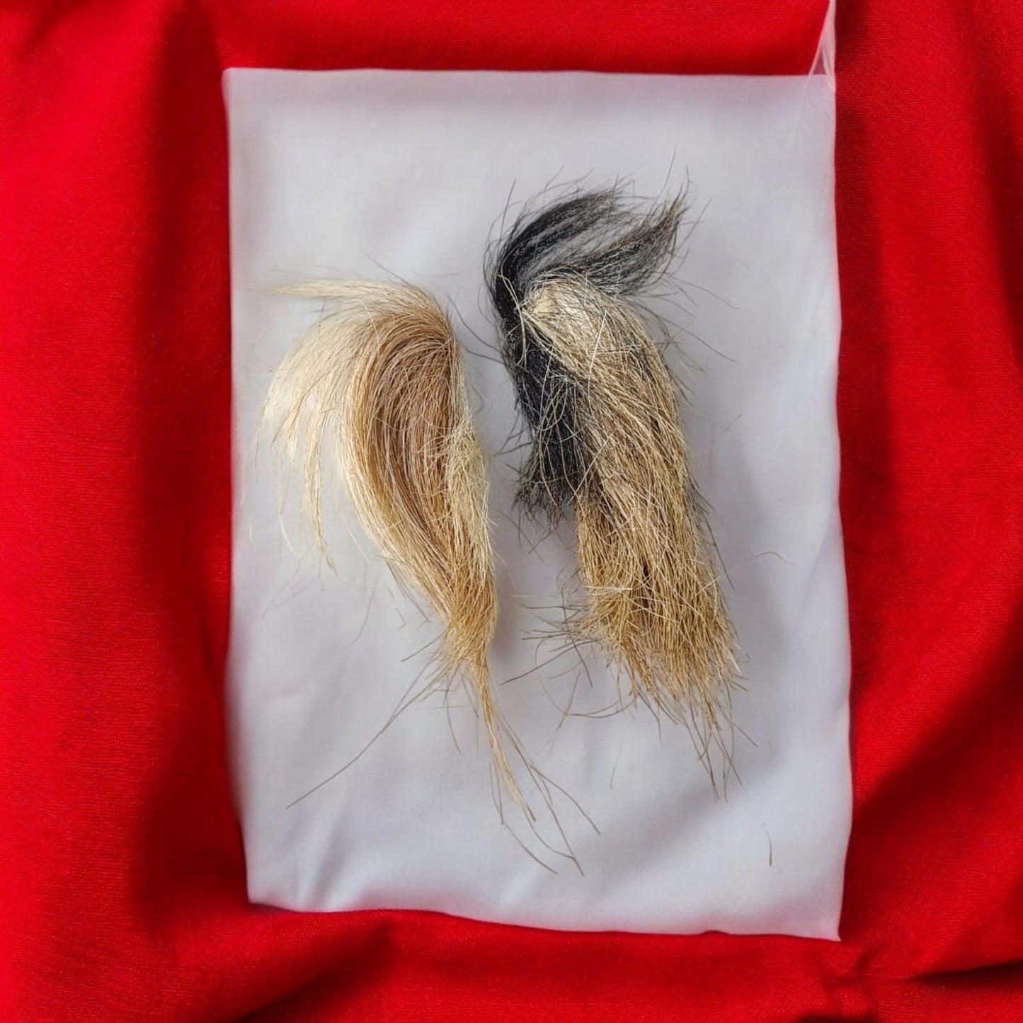 Energized Siyar Singhi Male-Female Pair Lab Certified