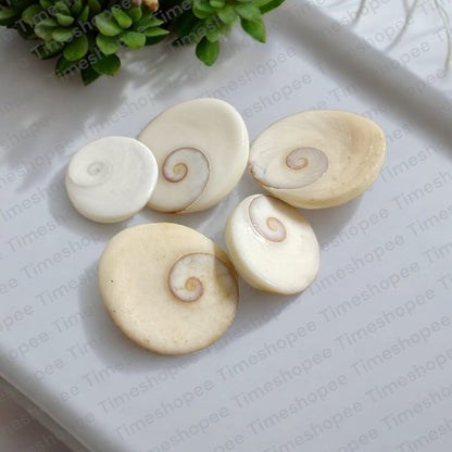 Gomti Chakra set of 11, sacred shells for prosperity and protection, Timeshopee