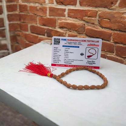 Image showing a hand-crafted 2 Mukhi Rudraksha Mala in 108+1 bead variant, lab certified and neatly arranged on a traditional cloth background with Timeshopee tag.