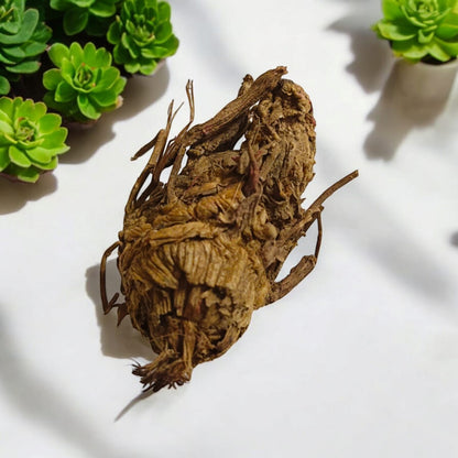 Kaali Haldi Black Turmeric | Spiritual Protection and Health Benefits
