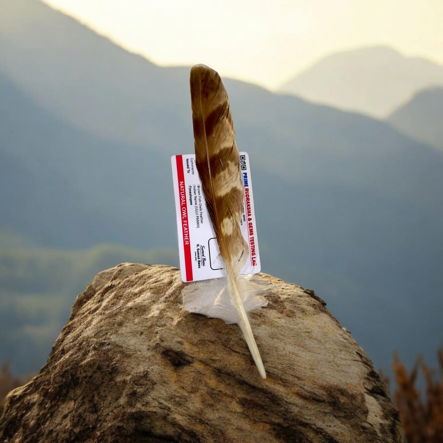 Lab-certified Natural Owl Feather (Ullu Ka Pankh) with unique natural patterns, symbolizing wisdom and protection.
