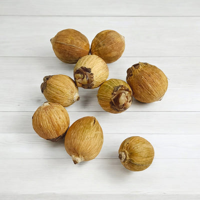 Lagu Nariyal Set of 8 | Small Coconuts for Hawan & Pooja Rituals – Timeshopee