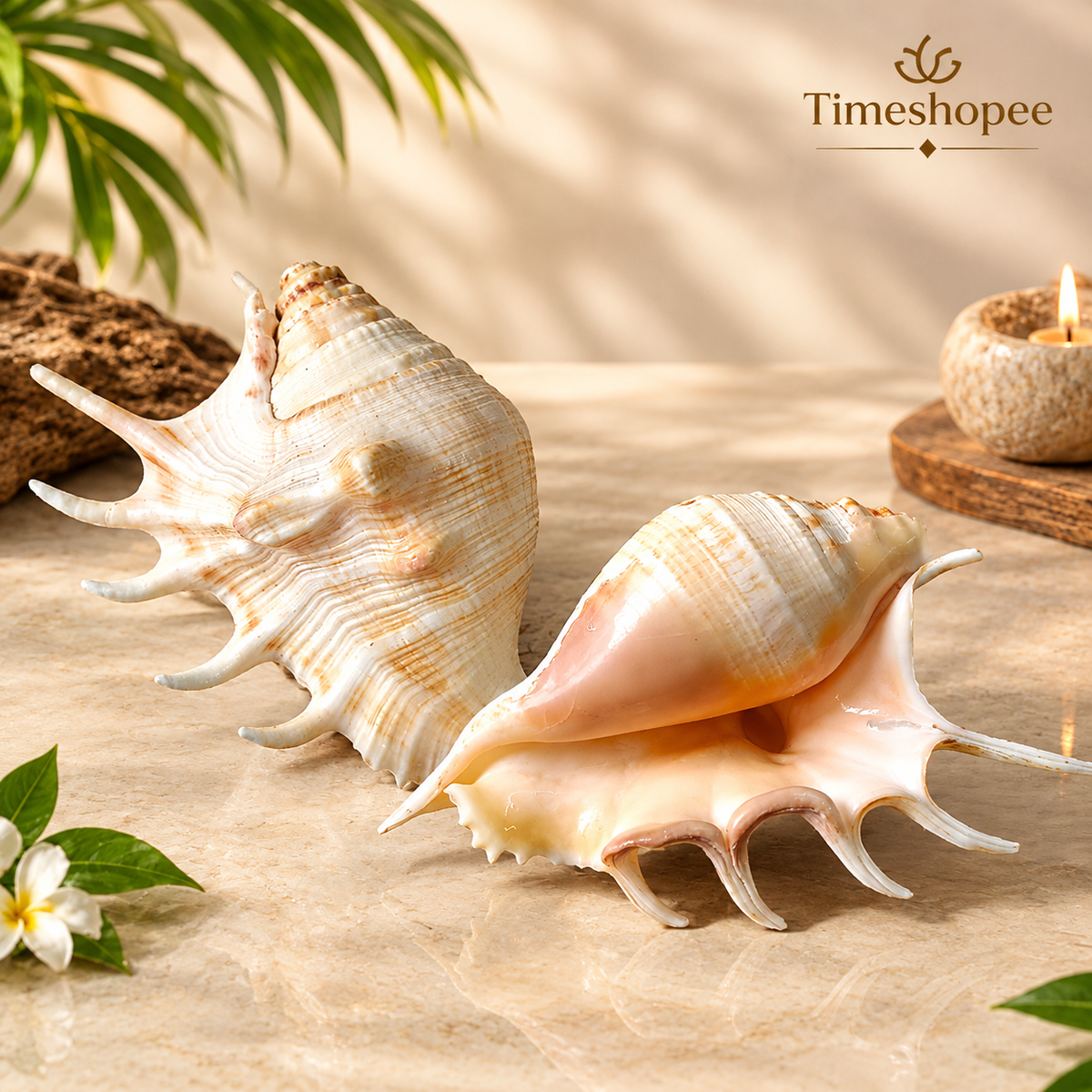 Natural 5 Mukhi Lakshmi Shankh (Panchmukhi conch shell), white non-blowing conch used for Lakshmi Pooja and rituals, placed on altar
