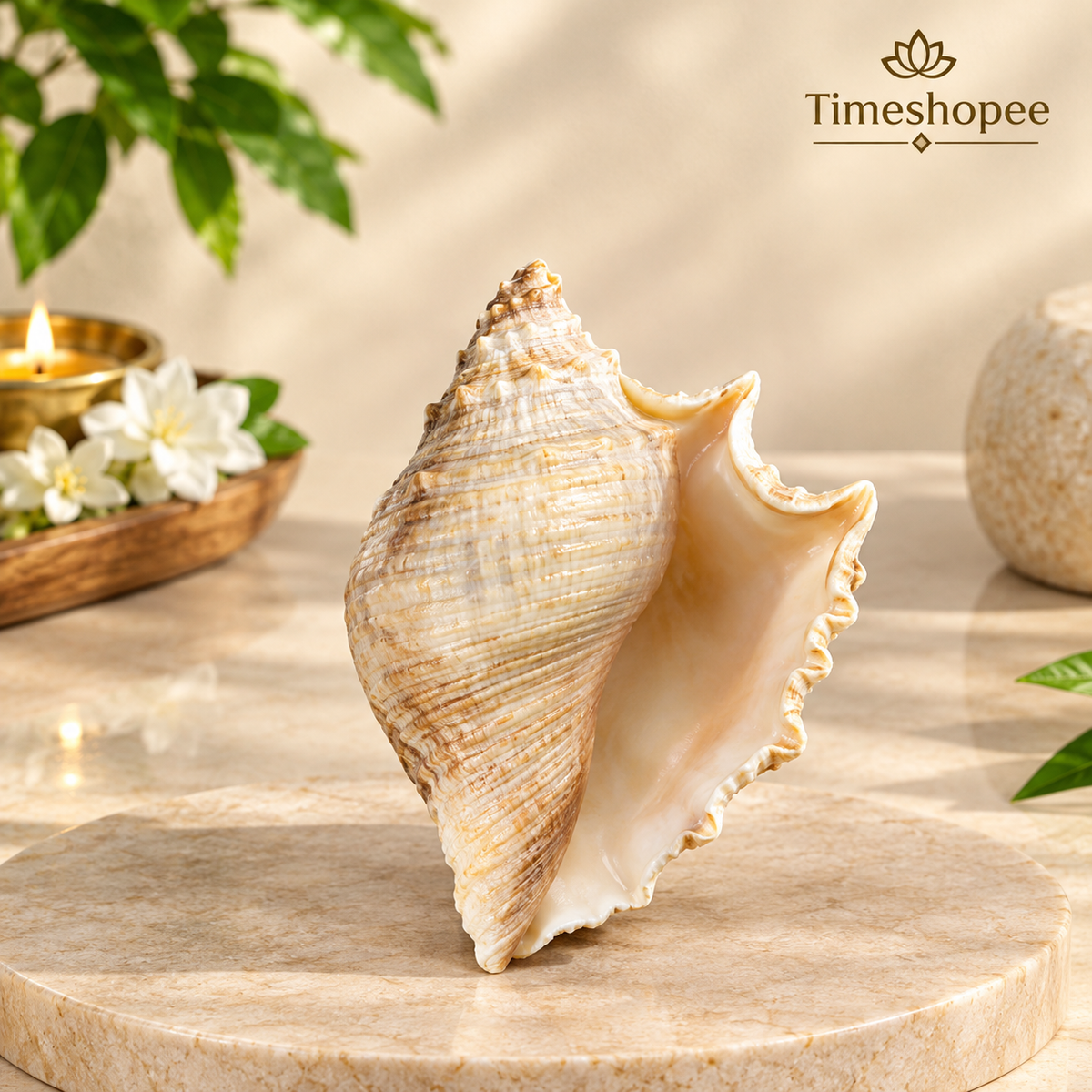 Natural 5 Mukhi Lakshmi Shankh (Panchmukhi conch shell), white non-blowing conch used for Lakshmi Pooja and rituals, placed on altar