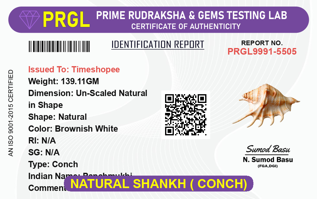 Natural 5 Mukhi Lakshmi Shankh (Panchmukhi conch shell), white non-blowing conch used for Lakshmi Pooja and rituals, placed on altar