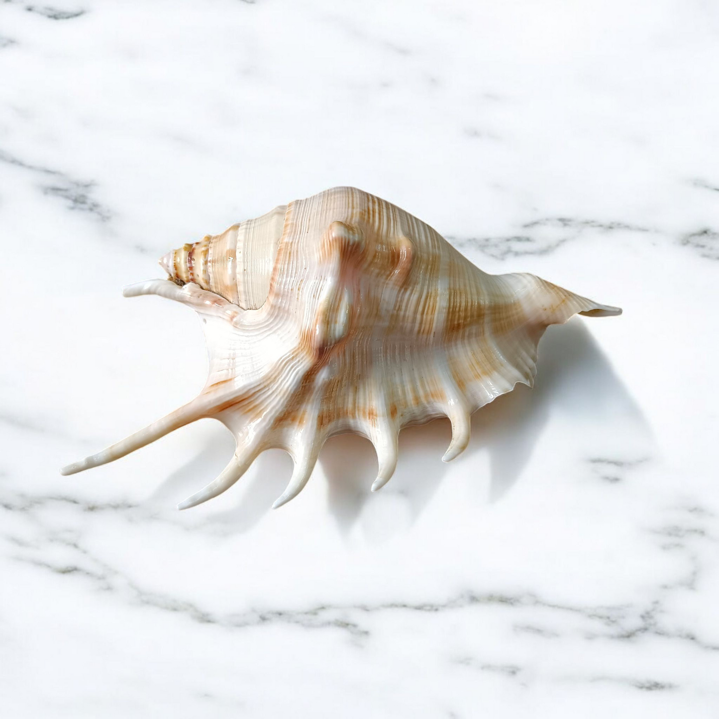 Natural 5 Mukhi Lakshmi Shankh (Panchmukhi conch shell), white non-blowing conch used for Lakshmi Pooja and rituals, placed on altar
