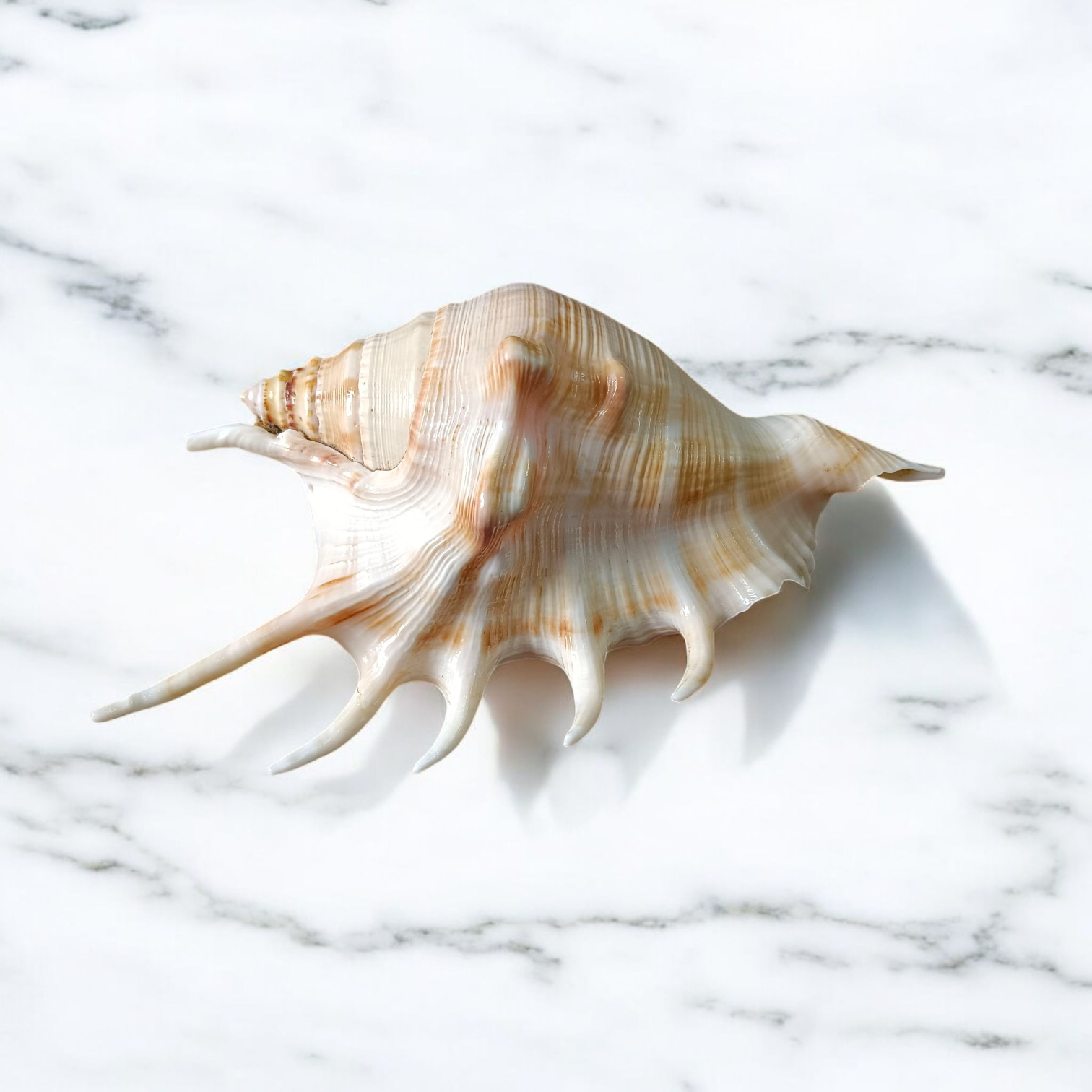 Natural 5 Mukhi Lakshmi Shankh (Panchmukhi conch shell), white non-blowing conch used for Lakshmi Pooja and rituals, placed on altar