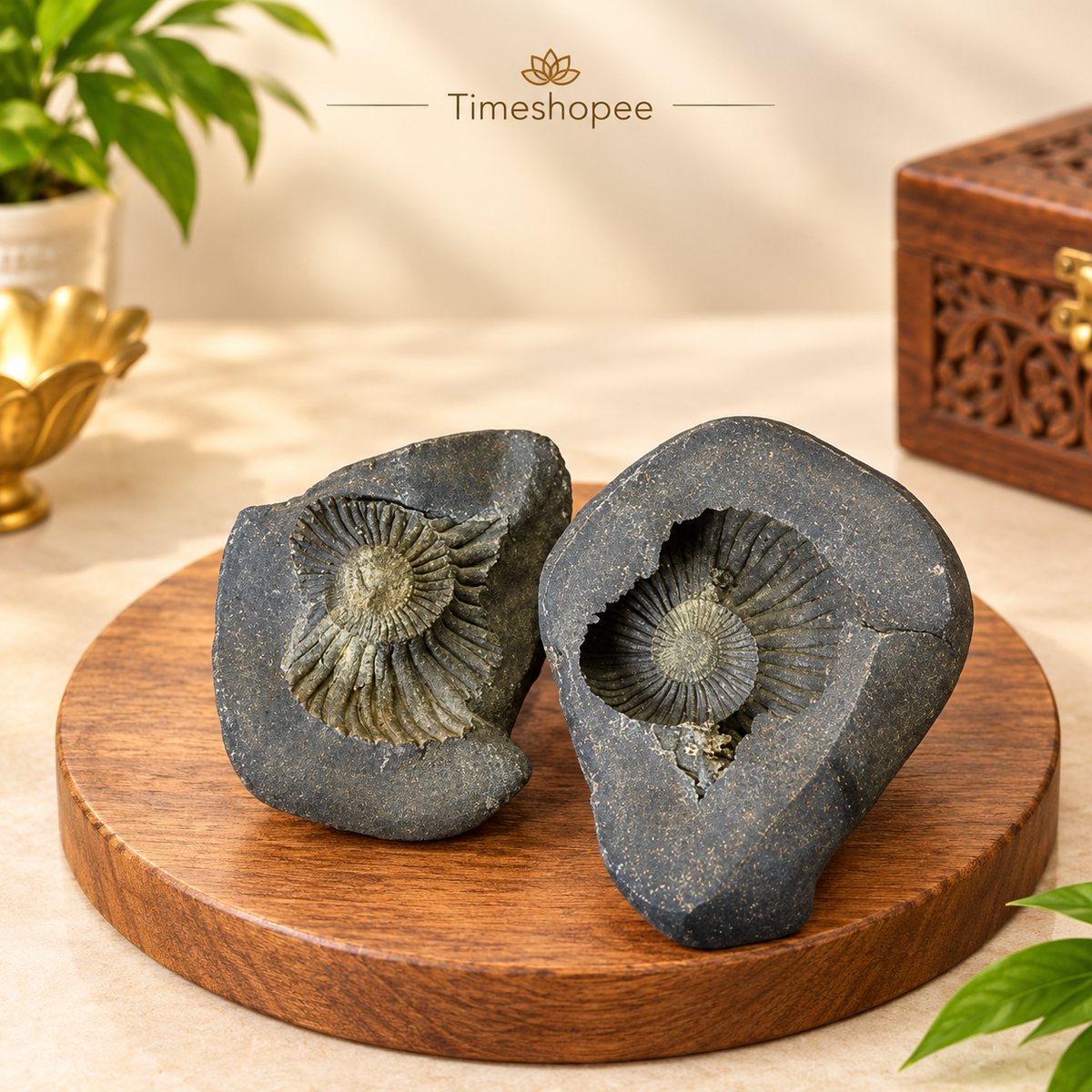 Natural Chakra Shaligram stone with visible sacred chakra markings placed in a traditional worship setting