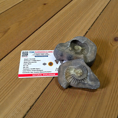 Natural Chakra Shaligram stone with visible sacred chakra markings placed in a traditional worship setting