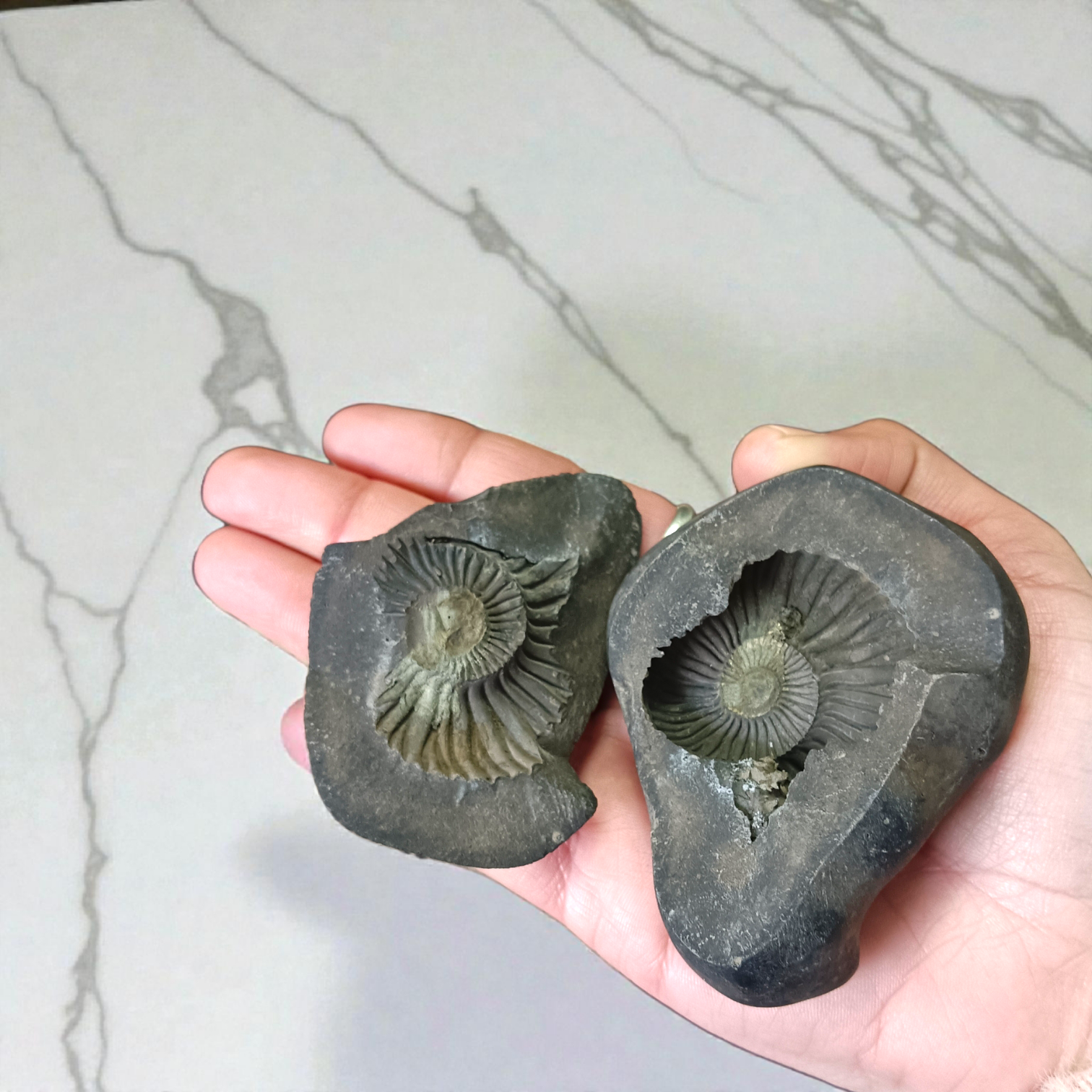 Natural Chakra Shaligram stone with visible sacred chakra markings placed in a traditional worship setting