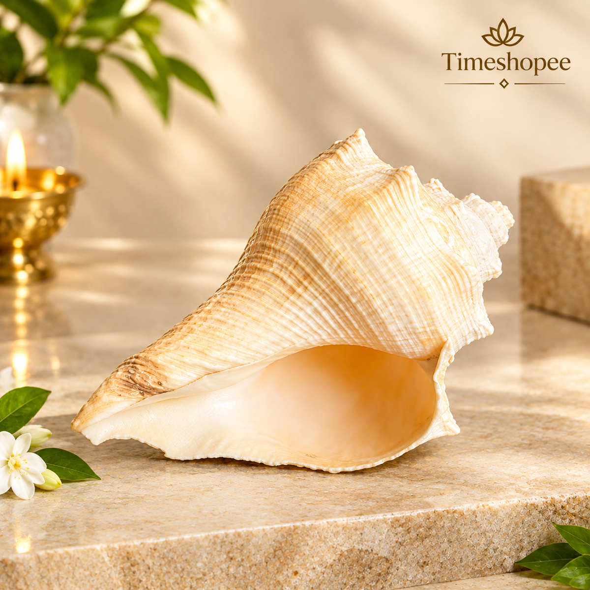 Natural Lakshami Shankh, a lab-certified conch shell for Goddess Lakshami, symbolizing prosperity and used in spiritual rituals