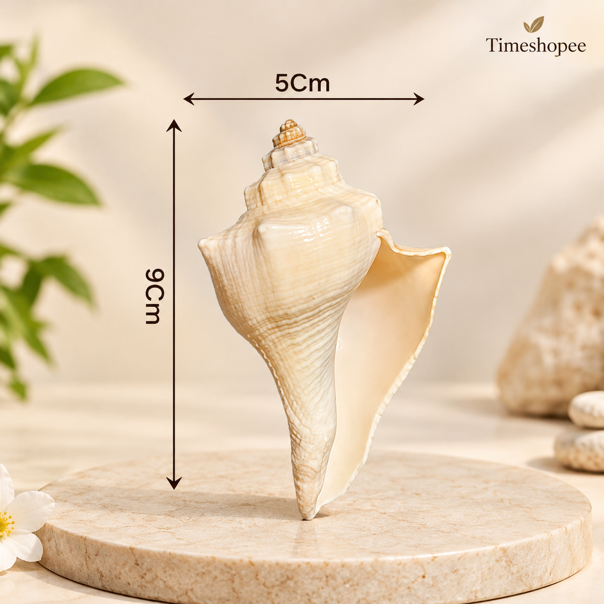 Natural Lakshami Shankh, a lab-certified conch shell for Goddess Lakshami, symbolizing prosperity and used in spiritual rituals
