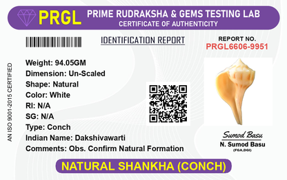 Natural Lakshami Shankh, a lab-certified conch shell for Goddess Lakshami, symbolizing prosperity and used in spiritual rituals