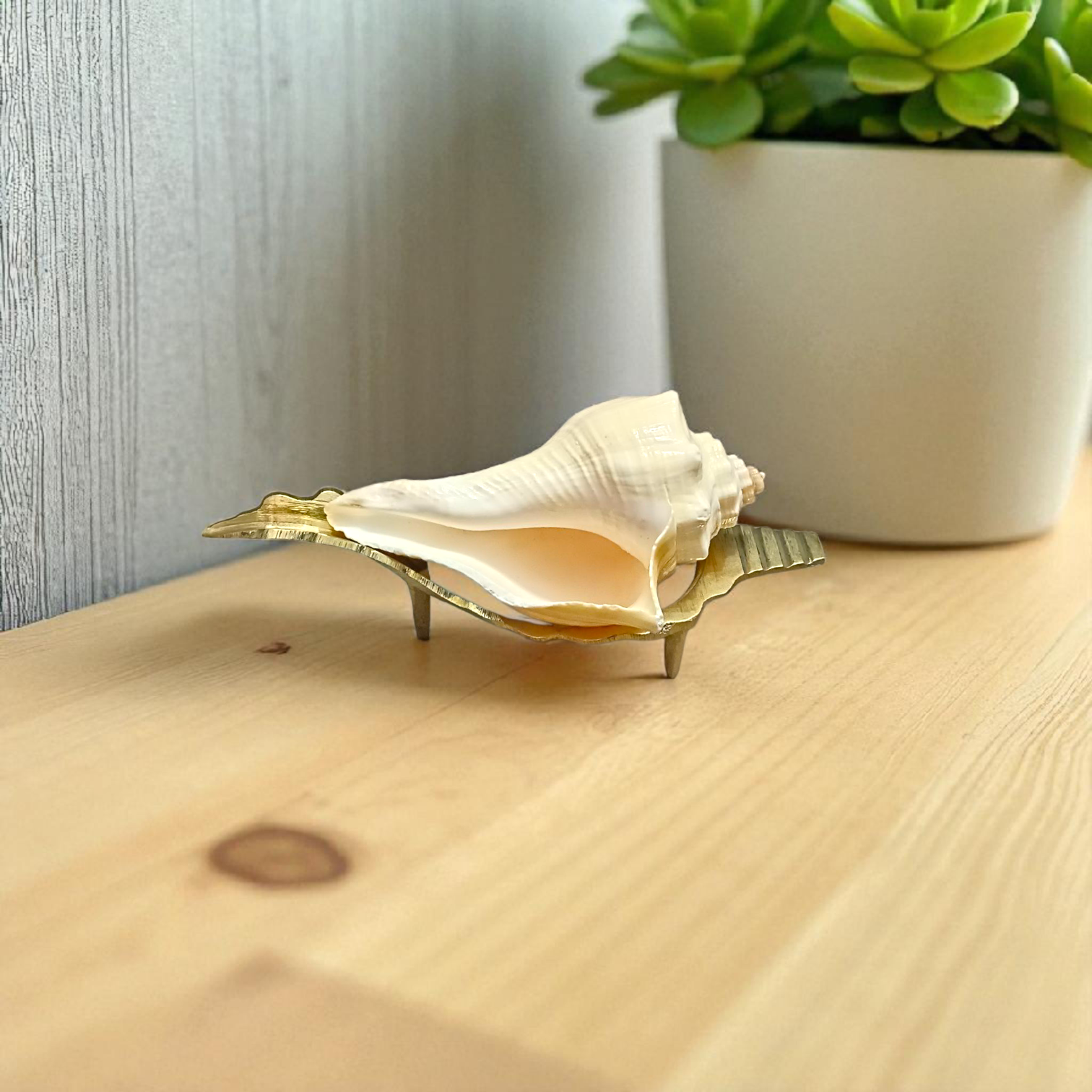 Natural Lakshami Shankh, a lab-certified conch shell for Goddess Lakshami, symbolizing prosperity and used in spiritual rituals