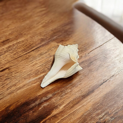 Natural Lakshami Shankh, a lab-certified conch shell for Goddess Lakshami, symbolizing prosperity and used in spiritual rituals