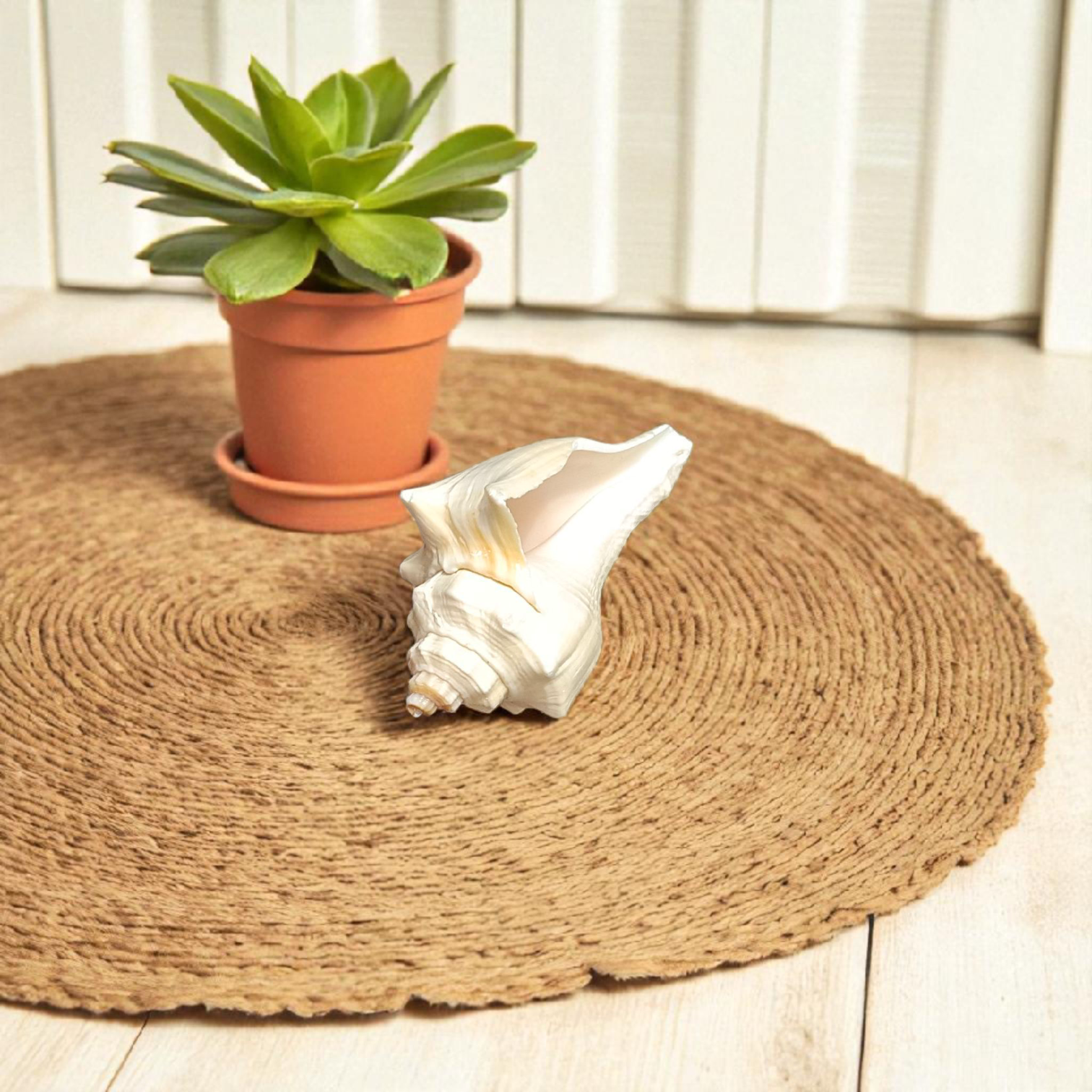 Natural Lakshami Shankh, a lab-certified conch shell for Goddess Lakshami, symbolizing prosperity and used in spiritual rituals