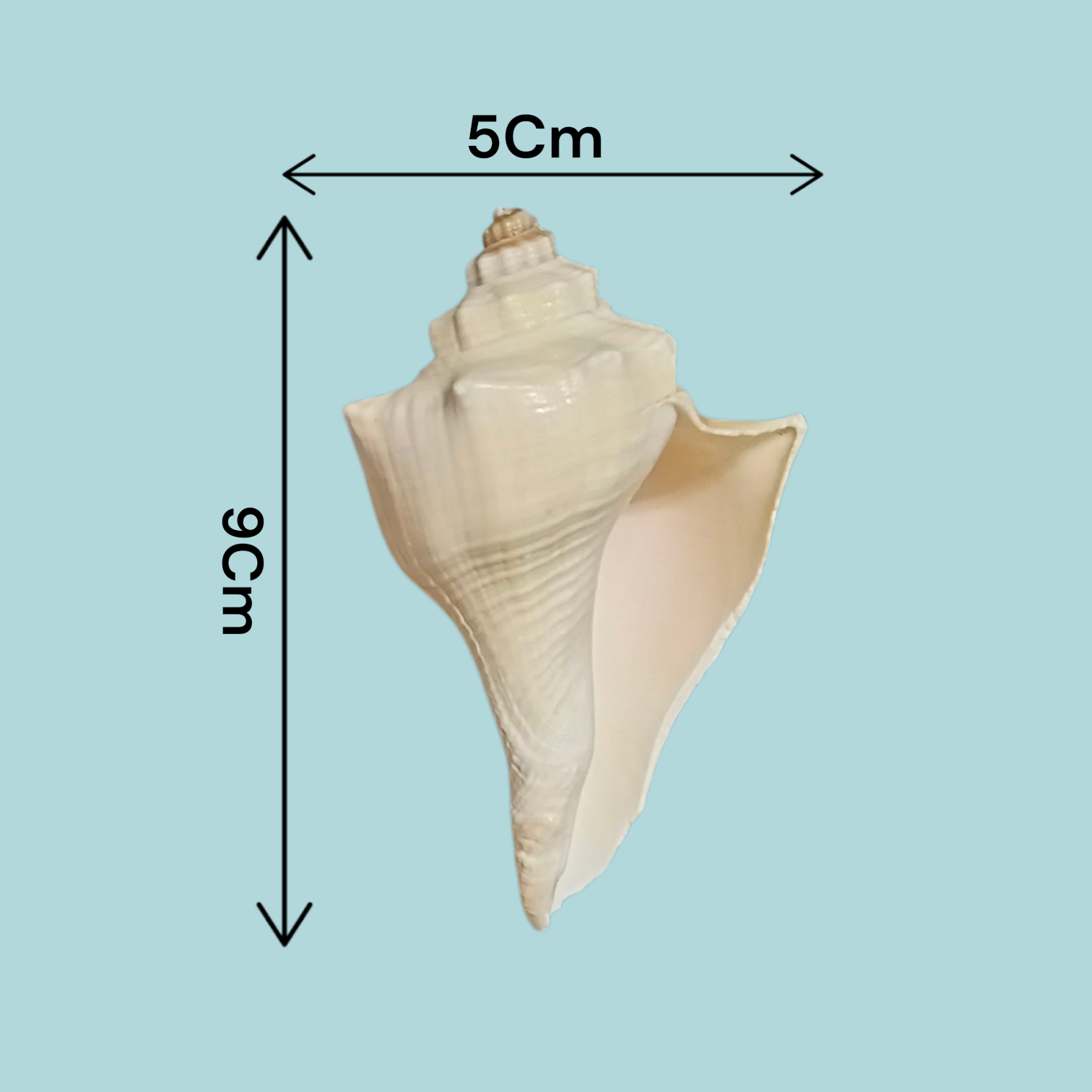 Natural Lakshami Shankh, a lab-certified conch shell for Goddess Lakshami, symbolizing prosperity and used in spiritual rituals