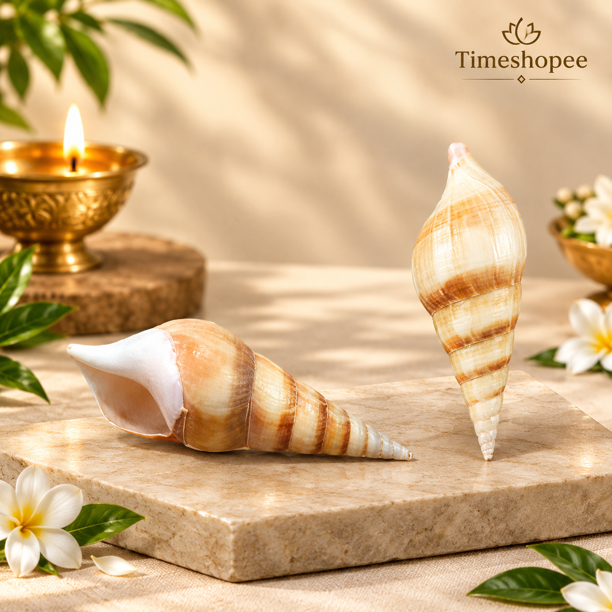 Natural sea shell Shankh (Sippi) used in pooja and Vastu, white spiral conch shell placed on a sacred cloth