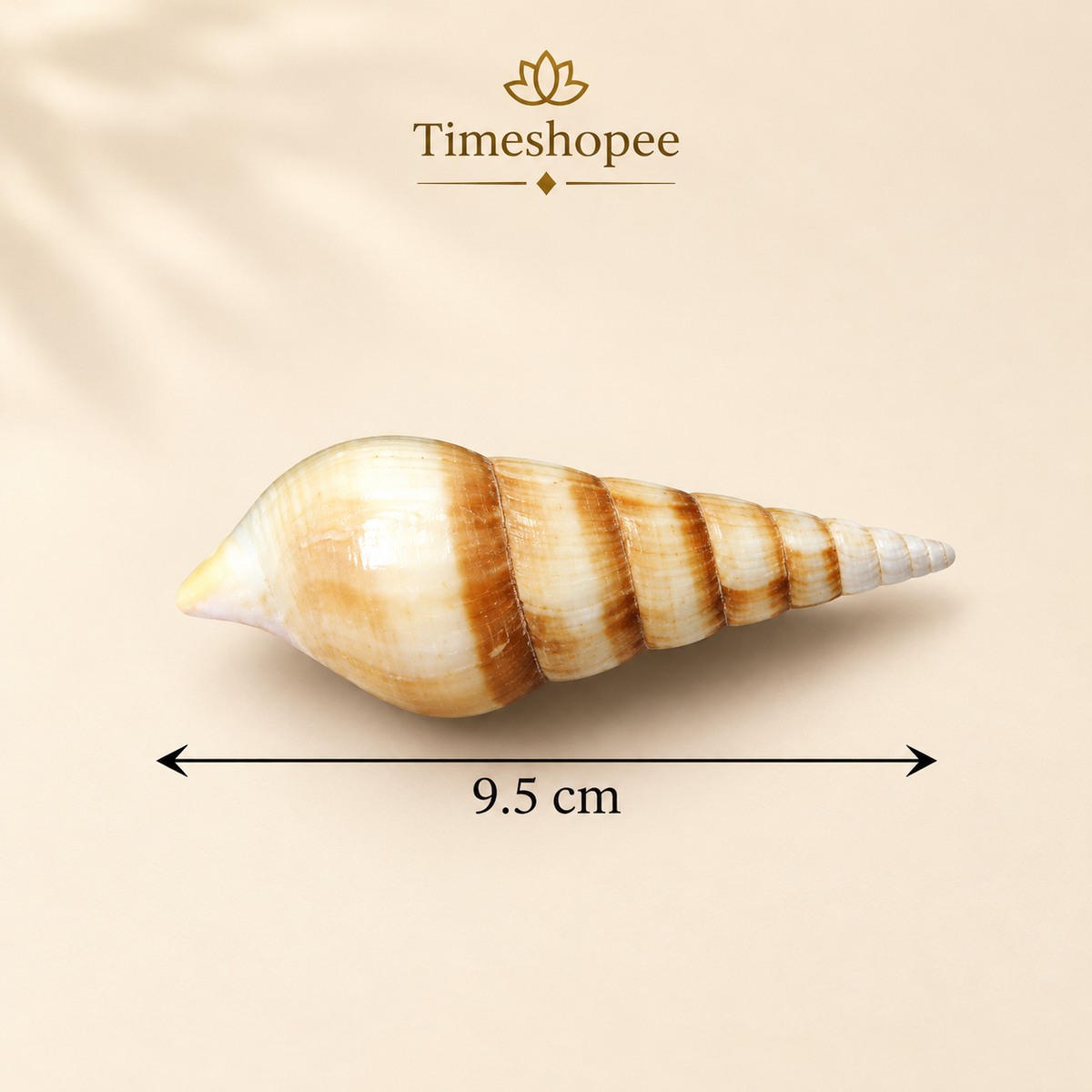 Natural sea shell Shankh (Sippi) used in pooja and Vastu, white spiral conch shell placed on a sacred cloth