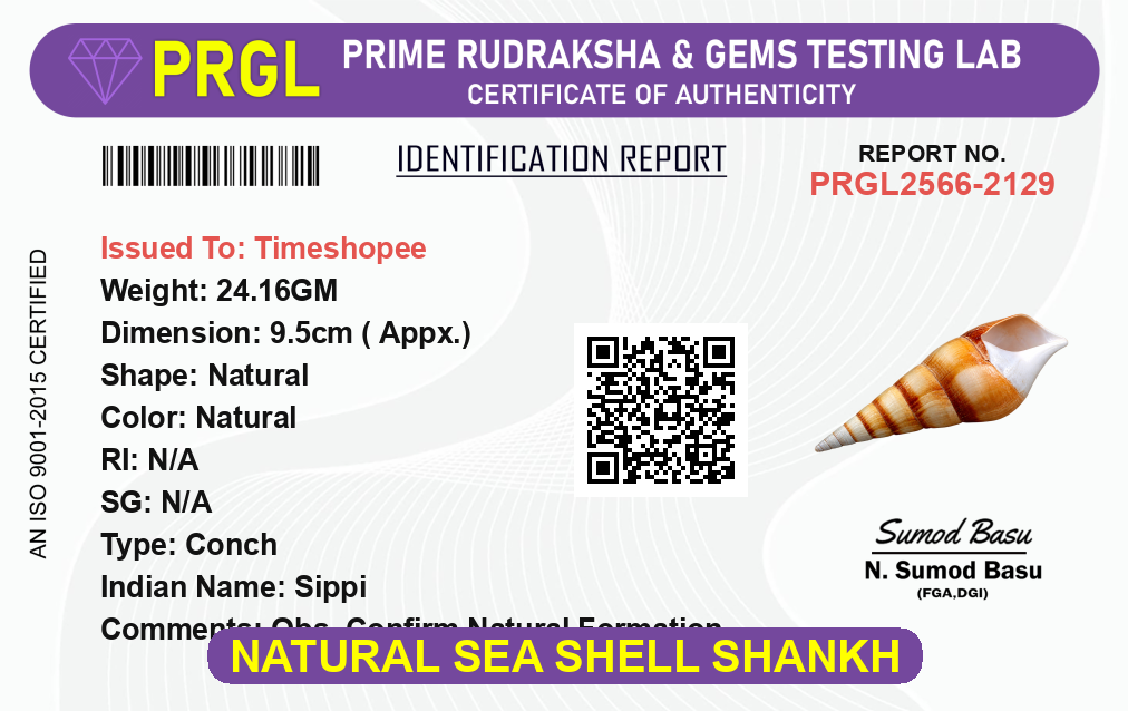 Natural sea shell Shankh (Sippi) used in pooja and Vastu, white spiral conch shell placed on a sacred cloth