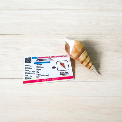 Natural Sea Shell Shankh (Sippi) | Lab Certified | Pooja, Aarti, Meditation – Timeshopee