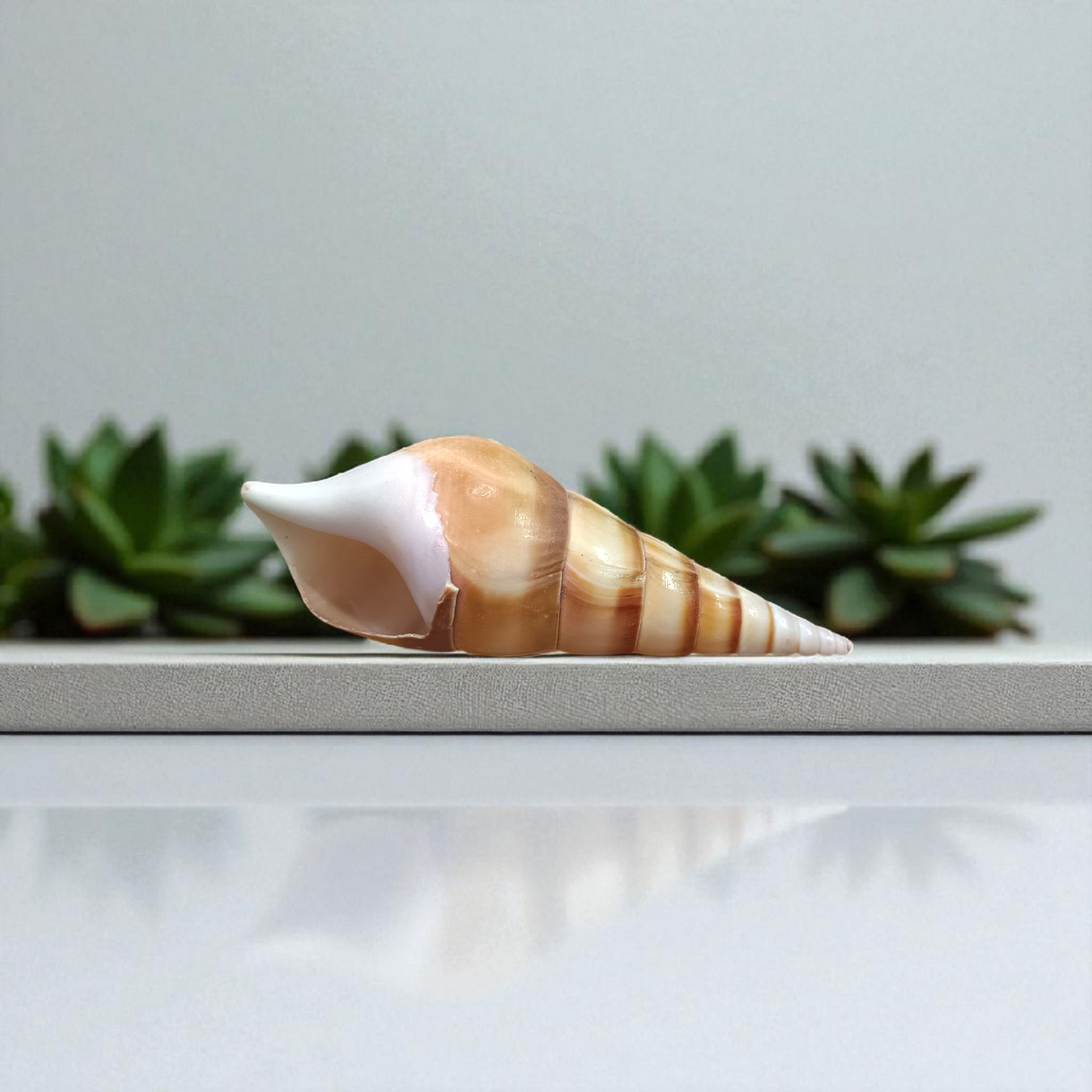 Natural sea shell Shankh (Sippi) used in pooja and Vastu, white spiral conch shell placed on a sacred cloth