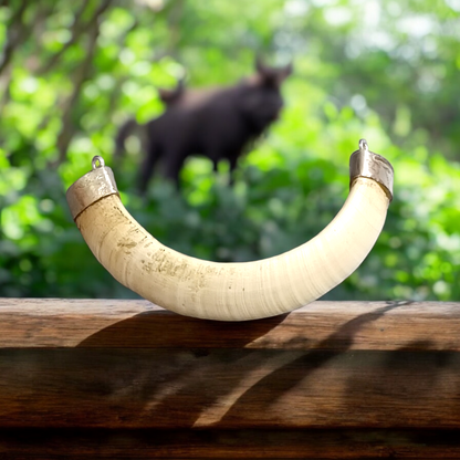 Original Wild Boar Teeth Pendant U Shape with Pure Silver Studding