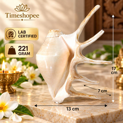 Panchmukhi Shankh, lab certified, with a natural finish, designed for loud blowing during pooja and religious ceremonies.
