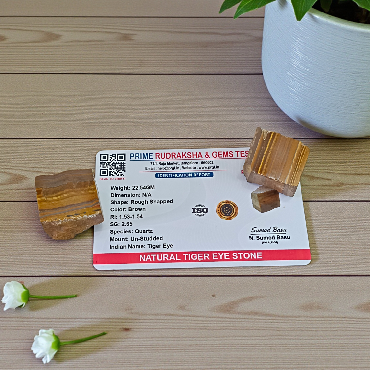 Two polished golden-brown Tiger Eye stones with smooth texture, placed side by side, reflecting natural shimmer and grounding energy