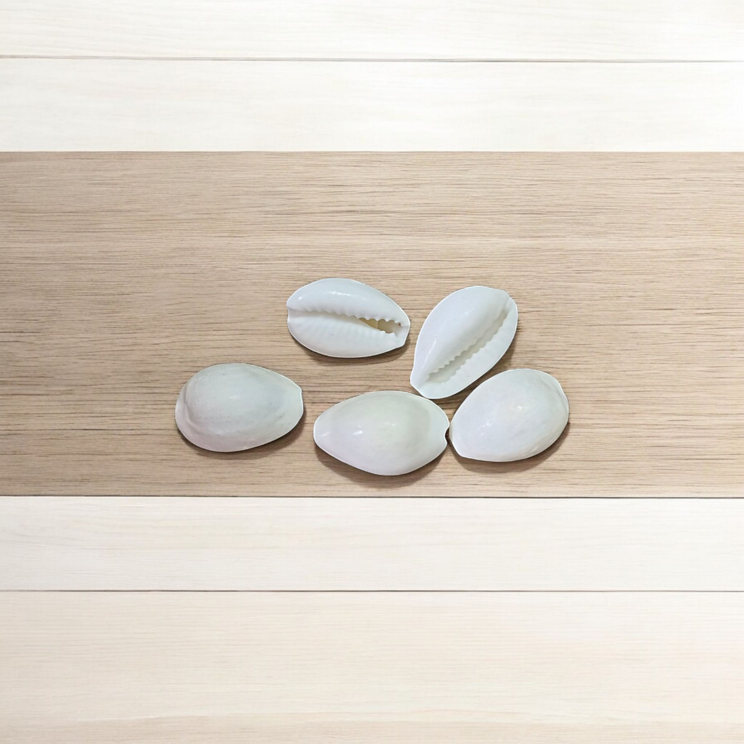 White Cowry | Safed Kodi Natural | Timeshopee